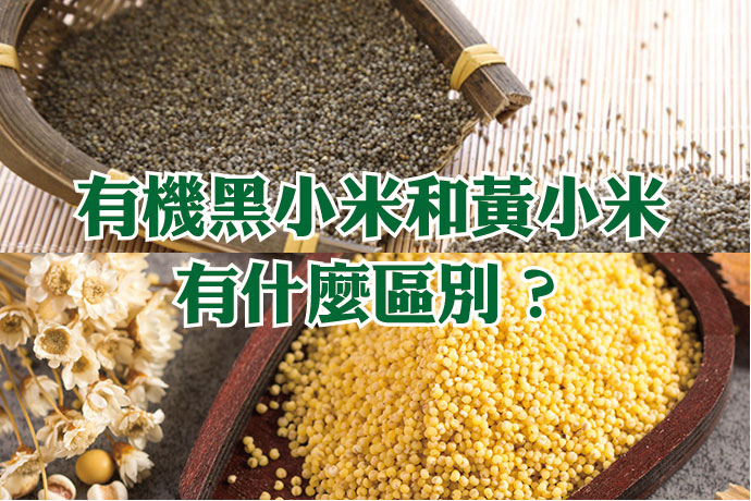 黑小米和黃小米有什麼區別？